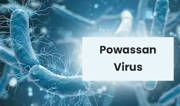 Powassan Virus: After Corona, This Virus Spread, 1 Death In America Due To Powassan Virus, Know Its Symptoms And Prevention From Experts Powassan Virus: After Corona, This Virus Spread, 1 Death In America Due To Powassan Virus, Know Its Symptoms And Prevention From Experts
